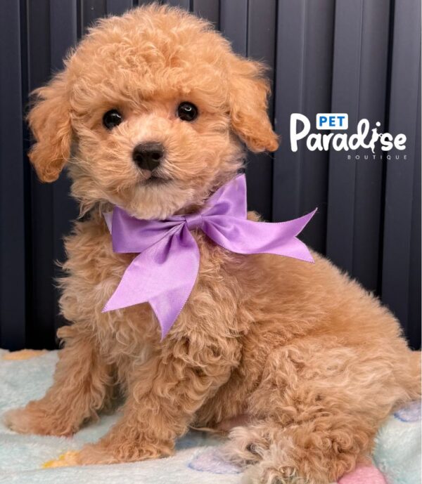 Bichapoo, Caramelo 3