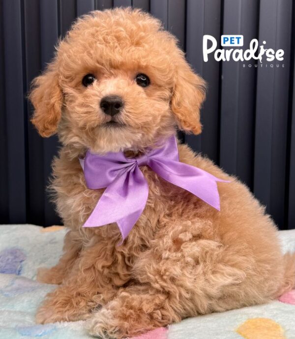Bichapoo, Caramelo