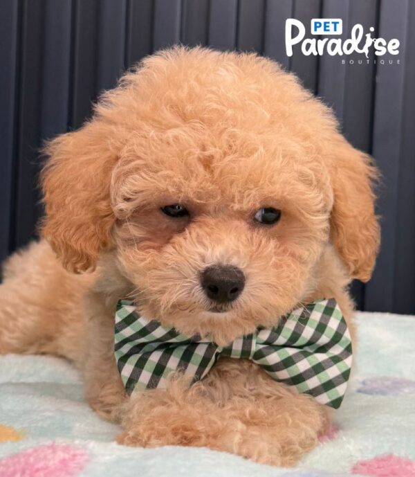 Bichapoo, Moca 3