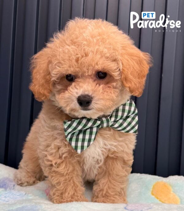 Bichapoo, Moca