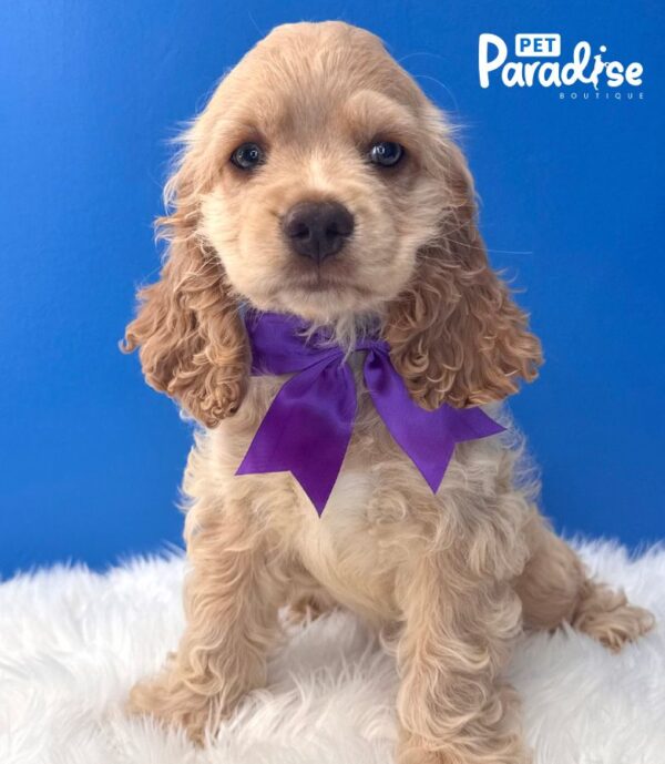 Cocker Spaniel, Risitos 1
