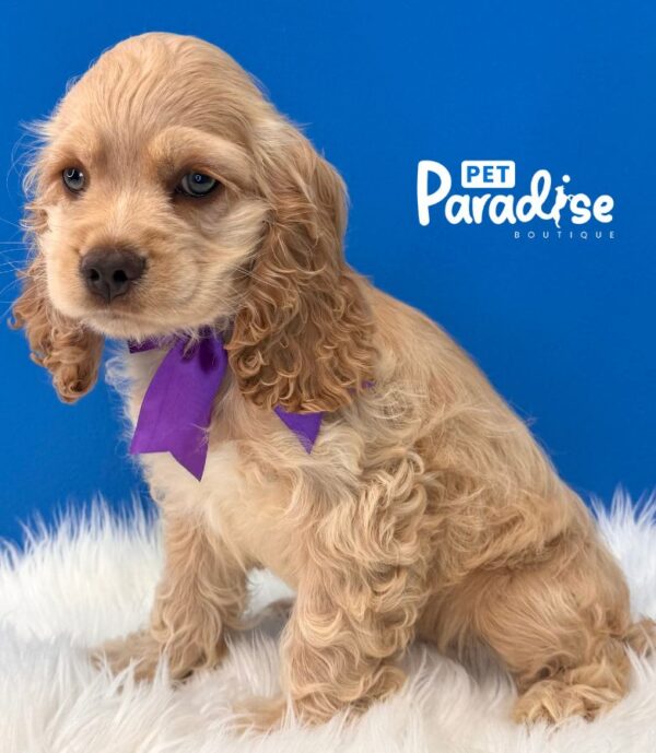 Cocker Spaniel, Risitos 2