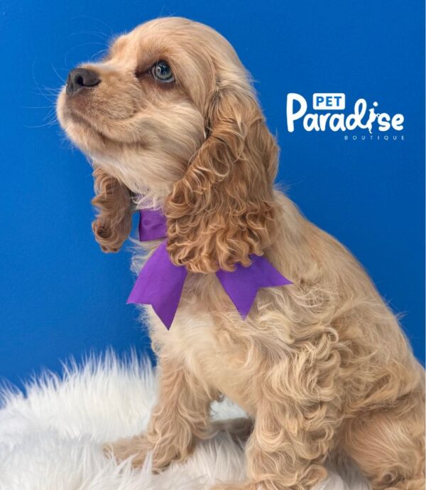 Cocker Spaniel, Risitos 3