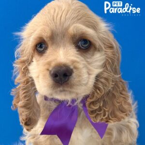 Cocker Spaniel, Risitos