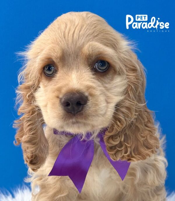 Cocker Spaniel, Risitos