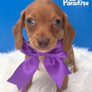 Dachshund, Naranja 1