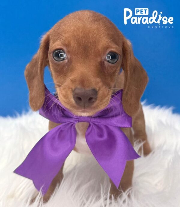 Dachshund, Naranja 1