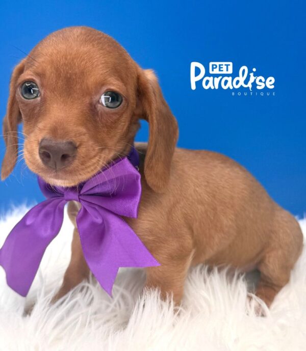 Dachshund, Naranja 2