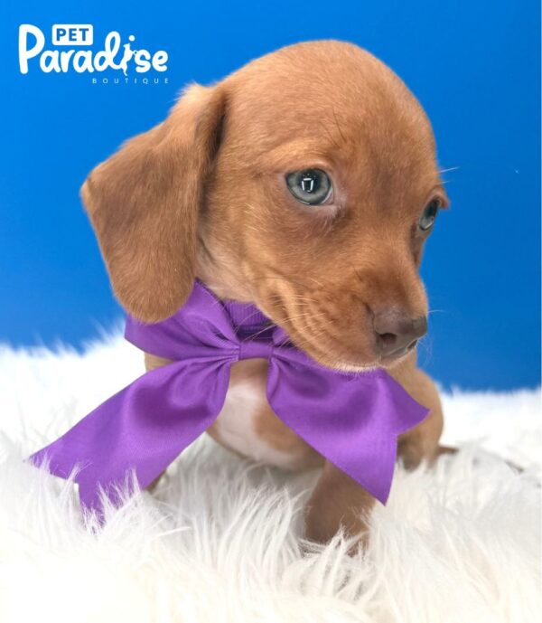 Dachshund, Naranja
