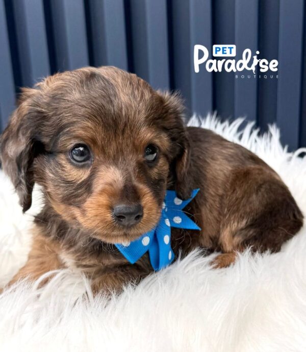 Dachshund, Platanito 1