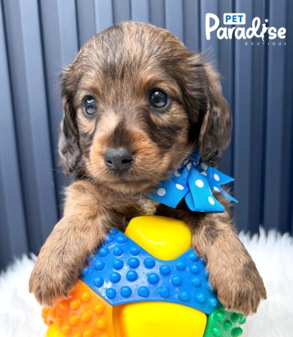 Dachshund, Platanito