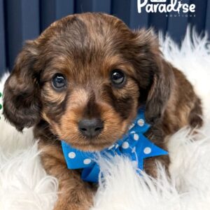 Dachshund, Platanito2