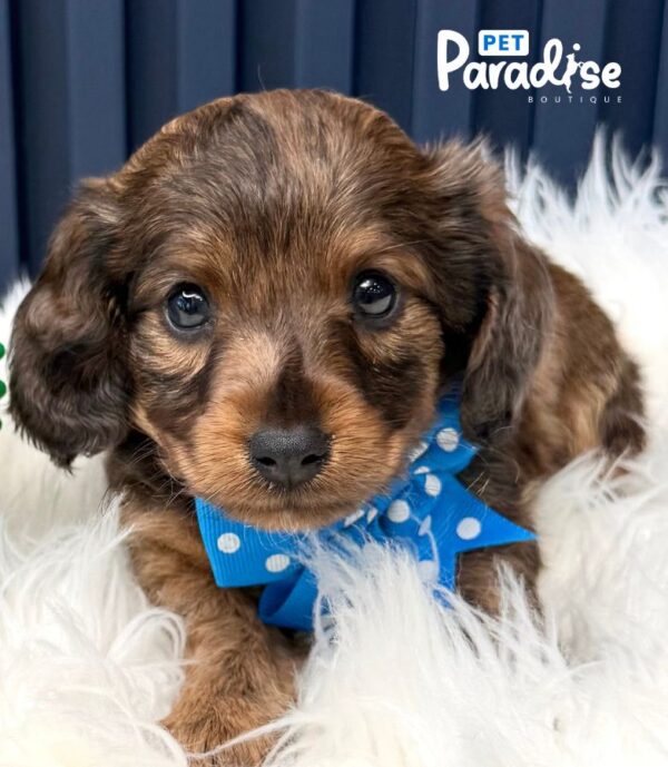 Dachshund, Platanito2