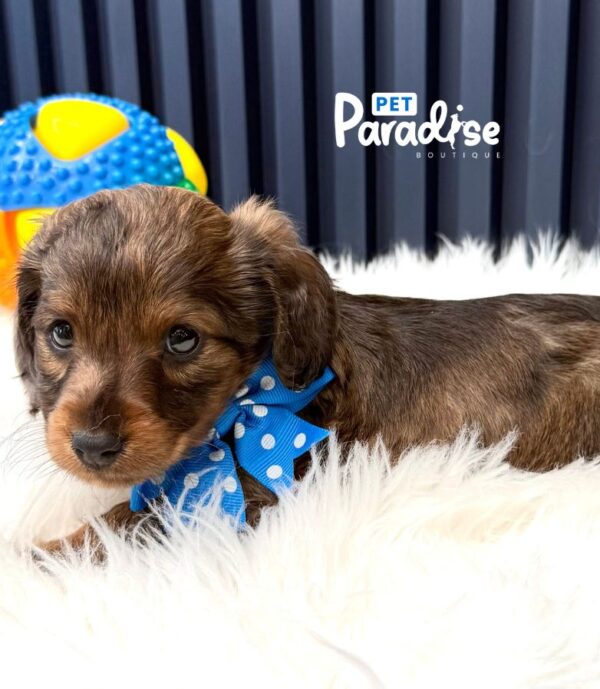 Dachshund, Platanito3