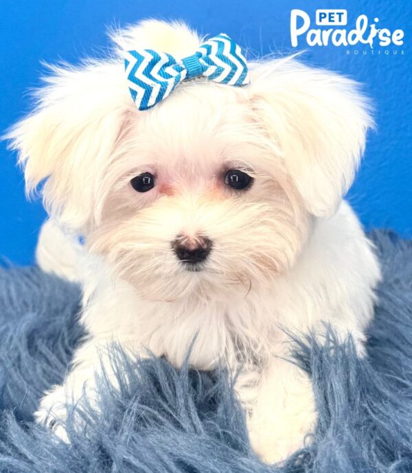 Maltese, Blanquita 1