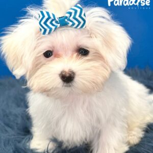 Maltese, Blanquita 2