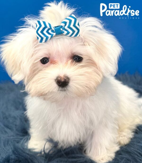 Maltese, Blanquita 2