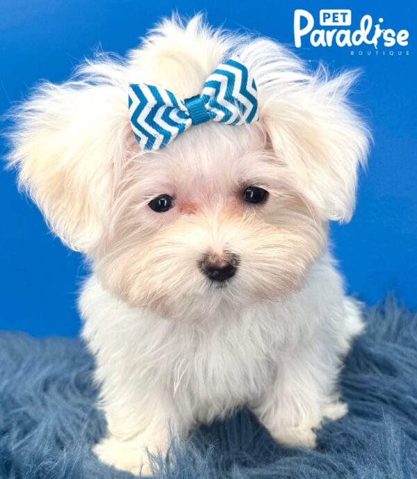 Maltese, Blanquita