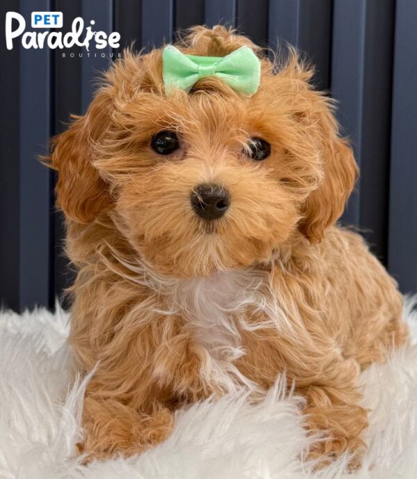 Maltipoo, Lia 1