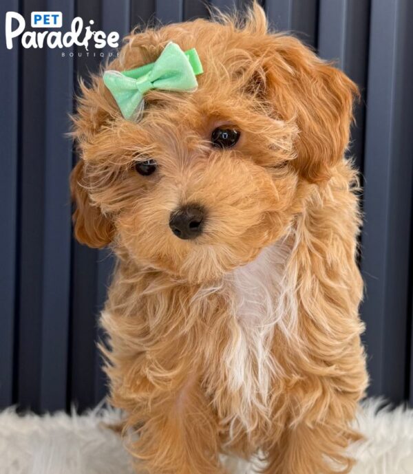 Maltipoo, Lia 2