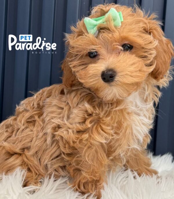 Maltipoo, Lia 3
