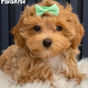 Maltipoo, Lia