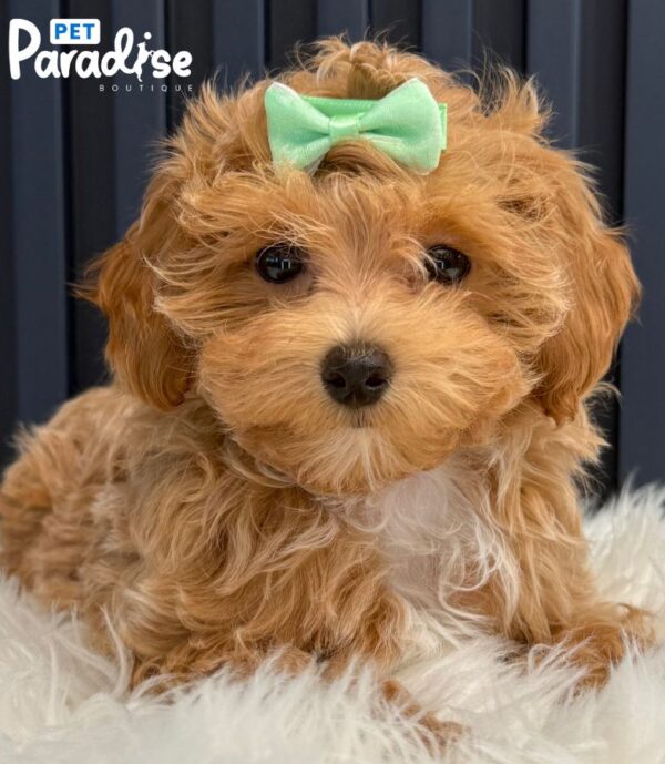 Maltipoo, Lia