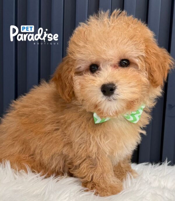 Maltipoo, Lio 1