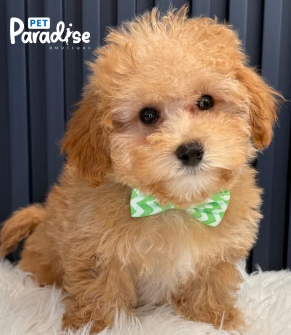 Maltipoo, Lio 2