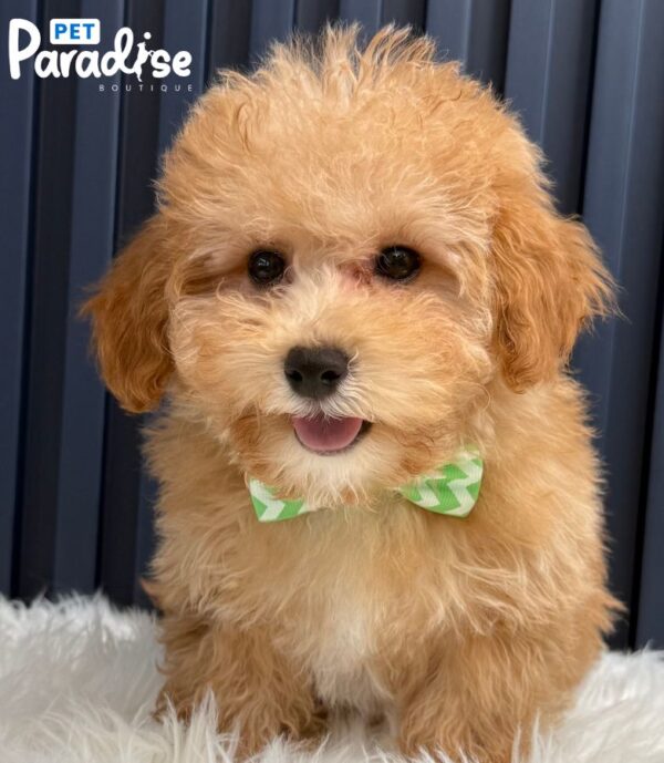 Maltipoo, Lio 3