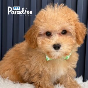 Maltipoo, Lio