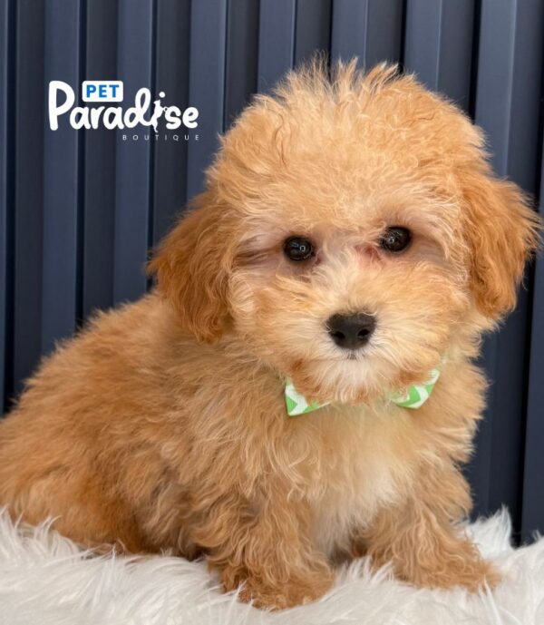 Maltipoo, Lio