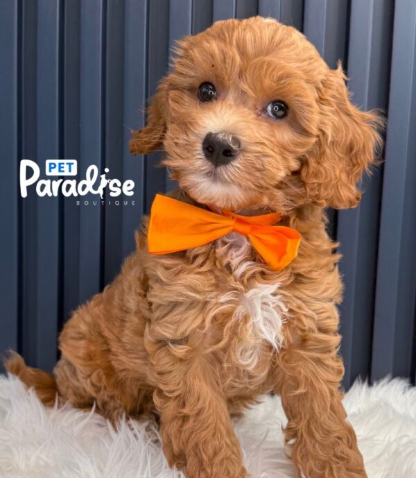 Mini Goldendoodle, Roki 1