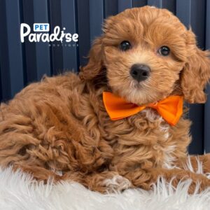 Mini Goldendoodle, Roki 2