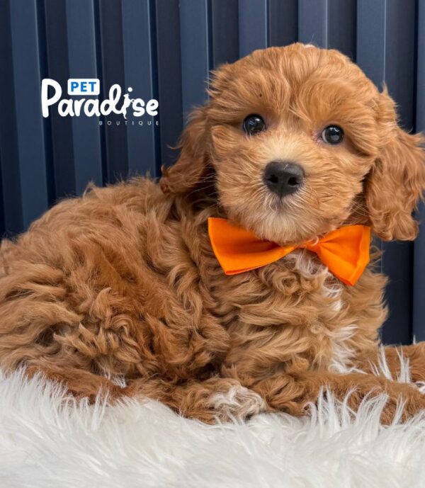 Mini Goldendoodle, Roki 2