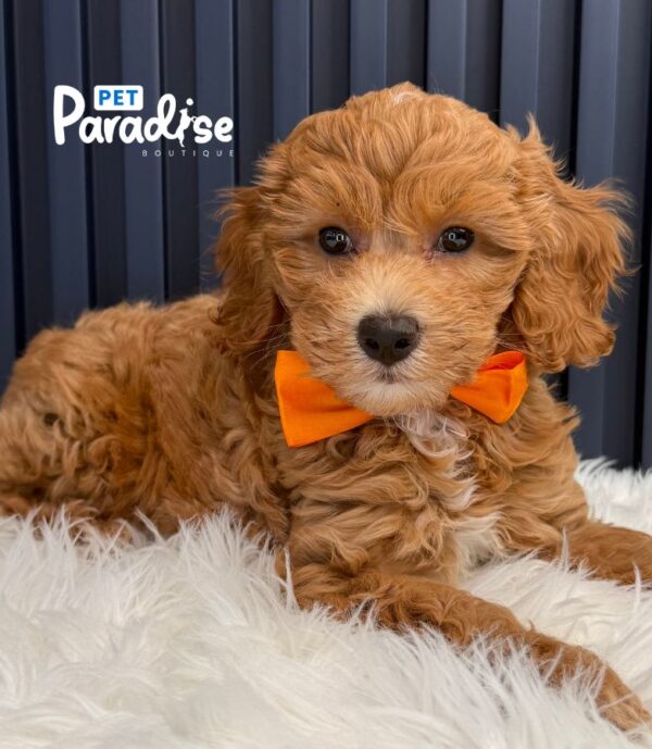 Mini Goldendoodle, Roki 3