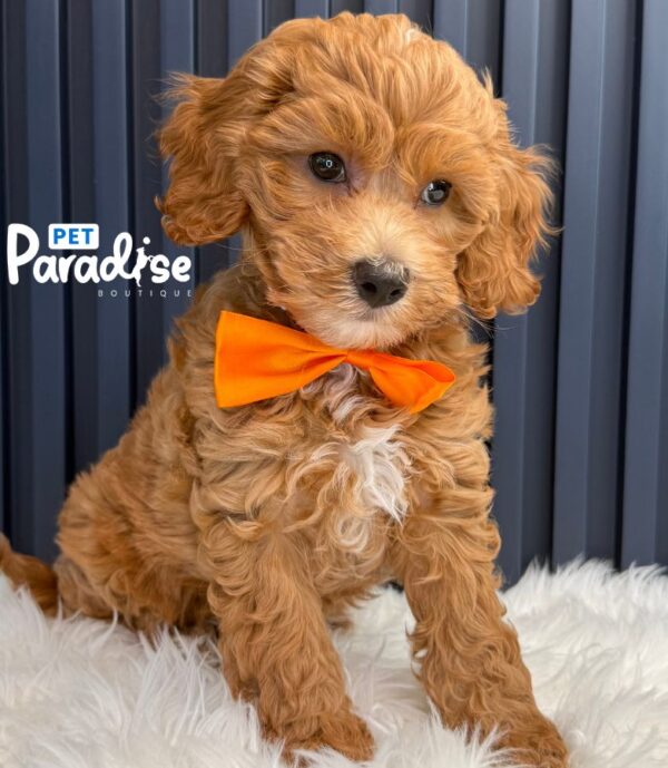 Mini Goldendoodle, Roki