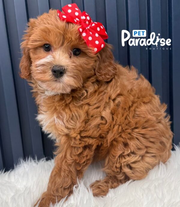 Mini Goldendoodle, Yira 2