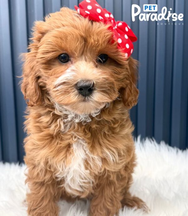 Mini Goldendoodle, Yira 3