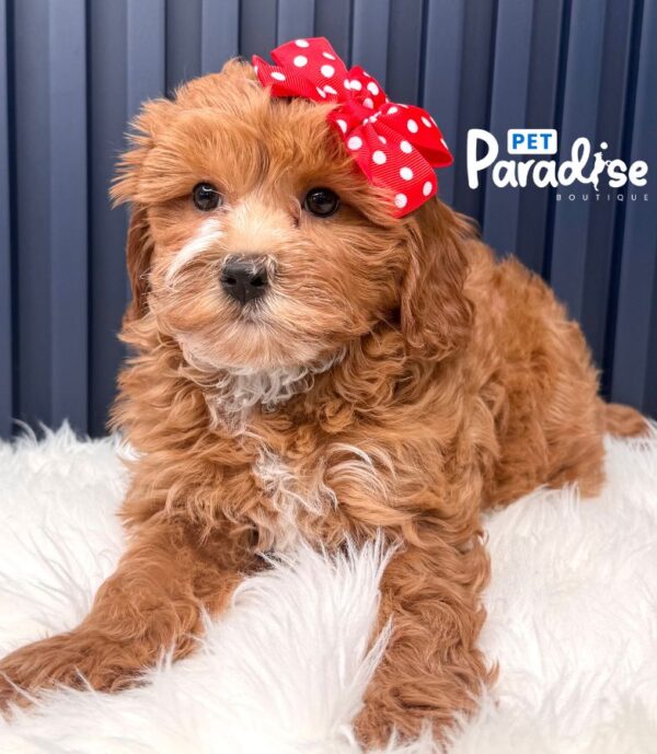 Mini Goldendoodle, Yira 4