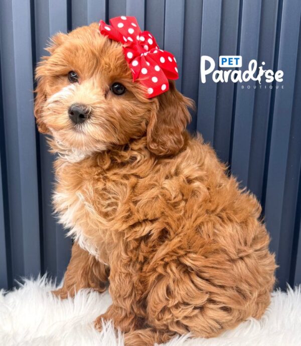 Mini Goldendoodle, Yira
