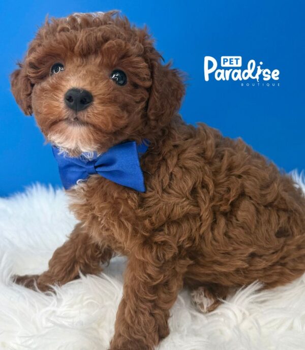 Mini Toy Poodle, Tornado 1