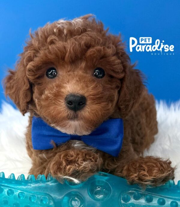 Mini Toy Poodle, Tornado 2