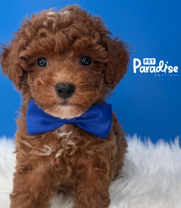 Mini Toy Poodle, Tornado 3