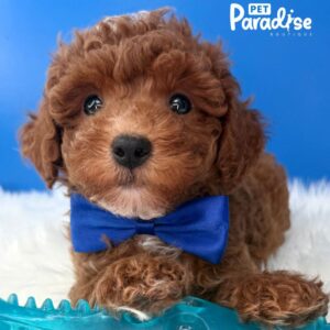 Mini Toy Poodle, Tornado