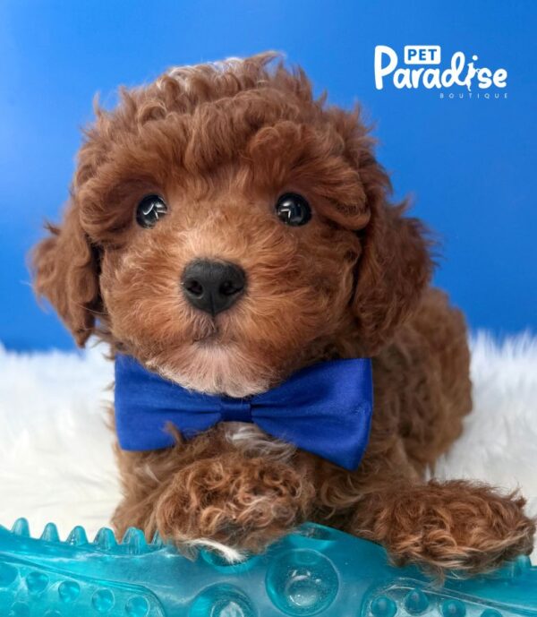 Mini Toy Poodle, Tornado