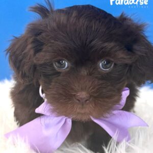 Shipoo, Alexa 1