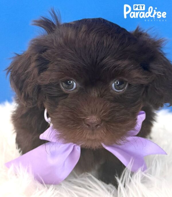 Shipoo, Alexa 1
