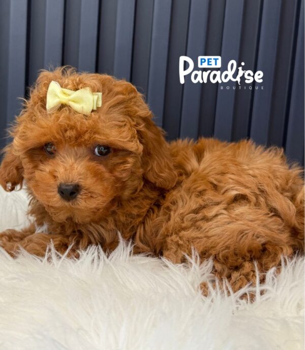 Toy Poodle, Antonia 1
