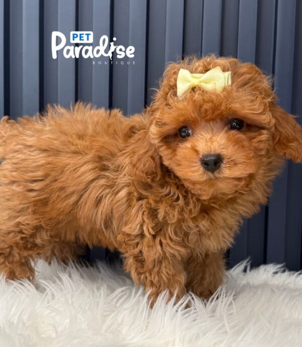 Toy Poodle, Antonia 2